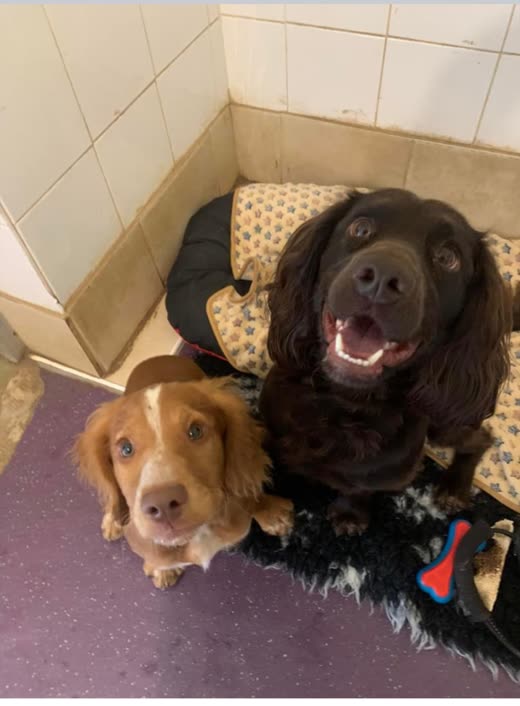 Two cocker spaniels in a clean tiled boarding pen with a raised bed