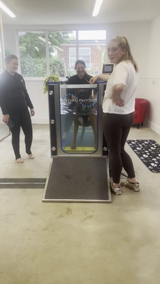 Handlers either side of a dog on a water treadmill in a bright hydrotherapy room