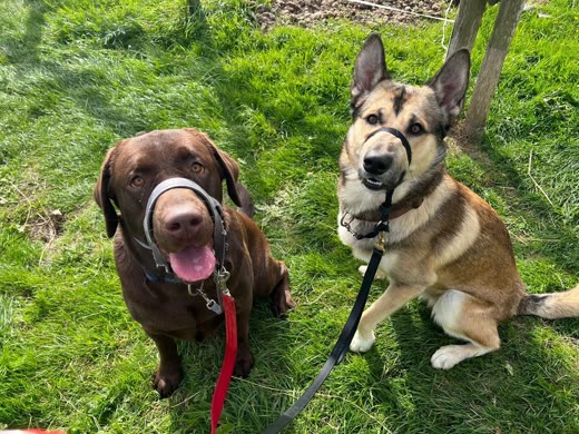 A chocolate Labrador and a German Shepherd sitting together on leads on grass